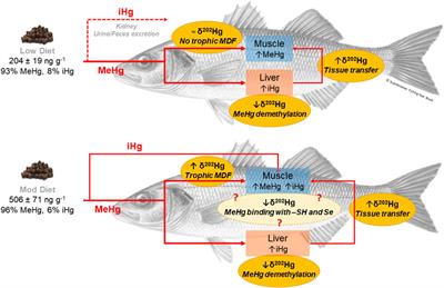 Dynamics of Dietary Mercury Determined by Mercury Speciation and Isotopic Composition in Dicentrarchus labrax